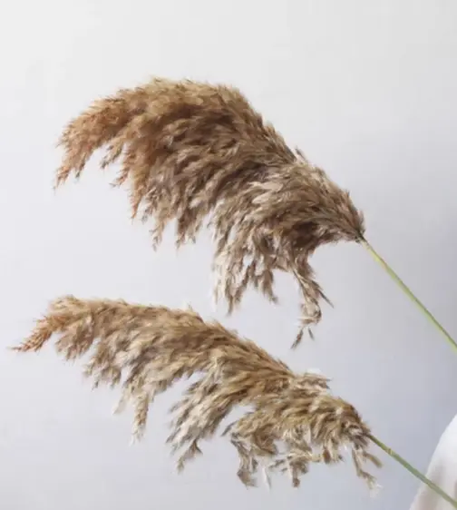 8.天然植物水生蘆葦干花