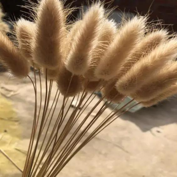 17.兔尾巴草乾燥花