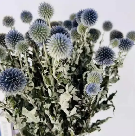 18.蓝星球乾燥花