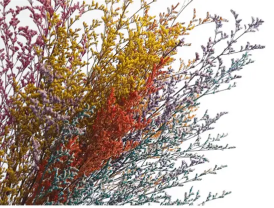 20.情人草乾燥花