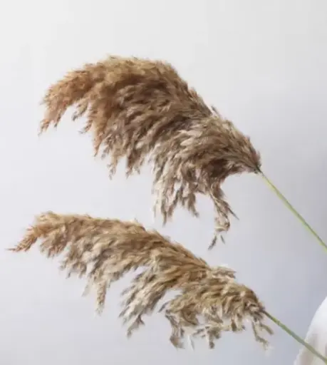 8.天然植物水生蘆葦干花