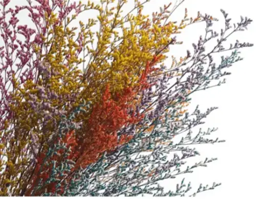 20.情人草乾燥花